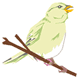 drawing of a canary