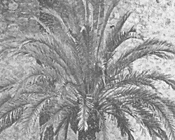 Image: Palm trees