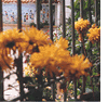 photo of flowers in front of iron gate