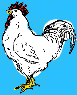 Live chicken