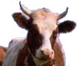 photo of cow