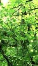 photo of ferns, forest, sun