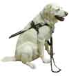 photo of guide dog
