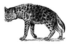 drawing of a laughing hyena