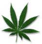 photo of marijuana leaf