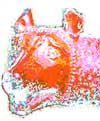 impressionistic image of she-wolf